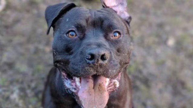 Man Booked After Pit Bull Attack